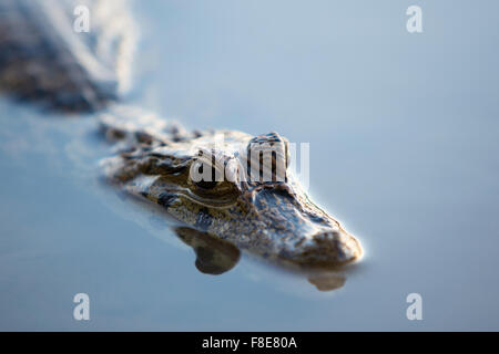 Close up of a Caiman staying in still water at Madidi National Park, Bolivia (selective focus on the eyes) Stock Photo