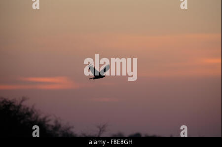 Marsh Harrier in silhouette against orange sunset Stock Photo