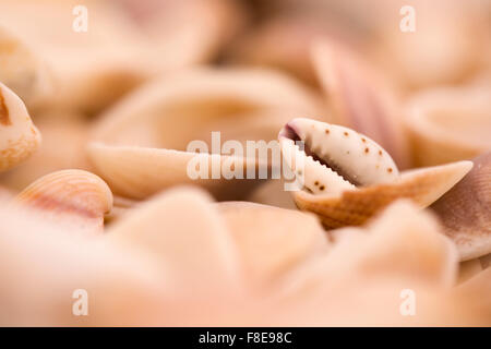 mouth shaped seashell of a Lamellaria sea slug on the beach Photographed on the Mediterranean sea, Israel Stock Photo