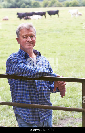 Farmer Leaning On Gate in Field Of Cows Stock Photo