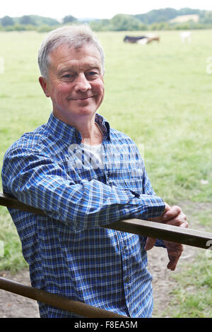 Farmer Leaning On Gate in Field Of Cows Stock Photo