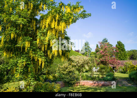 Flowering laburnum tree in a country English garden Stock Photo