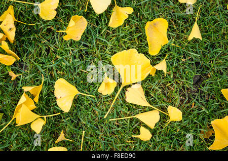 Fallen leaves from a Gingko tree in UK Stock Photo