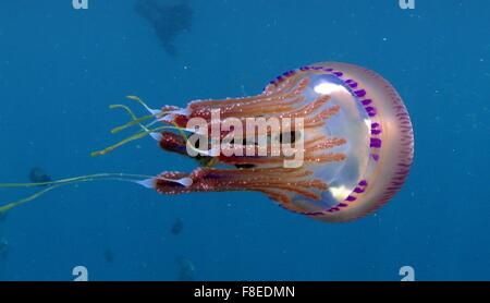 Pink Jellyfish (Thysanostoma) with small fishes (The Atlantic horse mackerel) Stock Photo