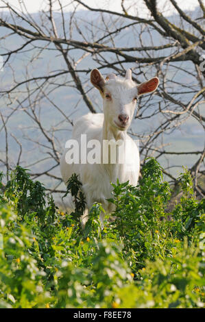 Nanny is a typical animal of Cilento fauna, running in the park, eating herb, it doesn't like being watched long. Stock Photo