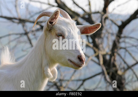 Nanny is a typical animal of Cilento fauna, running in the park, eating herb, it doesn't like being watched long. Stock Photo