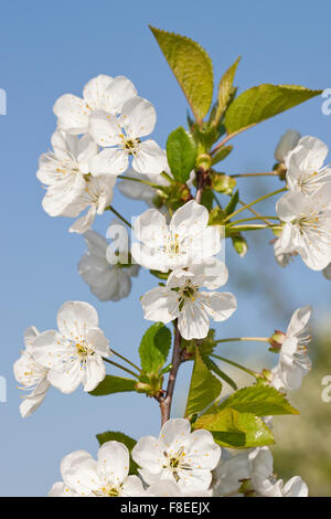 Sour cherry, Sauerkirsche, Weichselkirsche, Sauer-Kirsche, Kirsche, Schattenmorelle, Blüten, Blüte, Obstbaum, Prunus cerasus Stock Photo