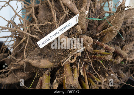 Dahlia David Howard tubers lifted and being dried for over-winter storage away from frost Stock Photo