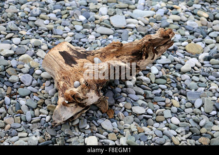 Wooden driftwood lies on the beach of pebbles Stock Photo
