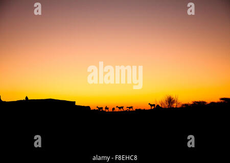 A Shepard in the sunset in Mali, along the Niger riveri Stock Photo