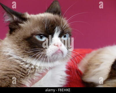 San Francisco, California, USA. 08th Dec, 2015. The three-year-old house cat 'Grumpy Cat' is held up by owner Tabatha Bundesen next to its new replica made of fiberglass, silicon, and fake hair, which was just presented in Madame Tussauds wax museum in San Francisco, California, USA, 08 December 2015. Photo: BARBARA MUNKER/dpa/Alamy Live News Stock Photo