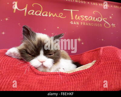 San Francisco, California, USA. 08th Dec, 2015. The new replica made of fiberglass, silicon, and fake hair of three-year-old house cat 'Grumpy Cat' is presented in Madame Tussauds wax museum in San Francisco, California, USA, 08 December 2015. Photo: BARBARA MUNKER/dpa/Alamy Live News Stock Photo