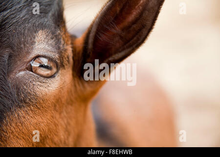close up of a goats eye, looking into camera Stock Photo