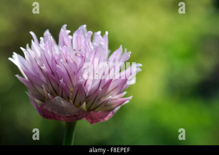 Close up of the flower head of a Chives plant (Allium schoenoprasum) Stock Photo