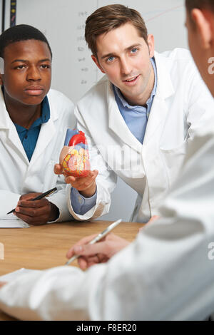 Teacher With Model Heart In Biology Lesson Stock Photo
