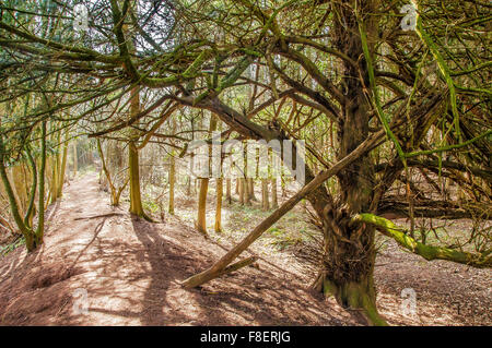 Yew tree in Credenhill Park Wood Stock Photo