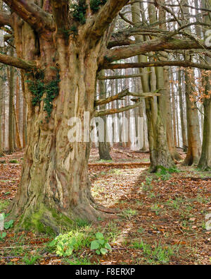 Yew tree in Credenhill Park Wood Stock Photo