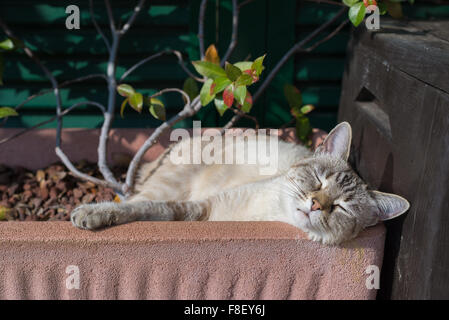 Playful domestic cat playing outdoors in home garden and looking at the camera. Natural light, shallow depth of field, focused o Stock Photo