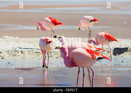 Pink flamingos feeding in the salt water of 'Laguna Hedionda' (eng. Hedionda Lake), among the most scenic travel destination in Stock Photo