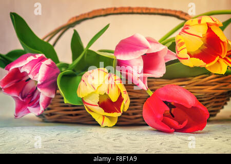 On the surface of the table is a wicker basket with big beautiful red and yellow tulips. Presents major plan. Stock Photo