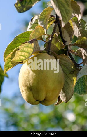 Quince tree and fruit in garden at autumn, Bulgaria Stock Photo