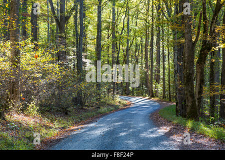 Early morning sun in woods on dirt gravel road into Greenbrier area of Great Smoky MOuntains National Park in Tennessee Stock Photo