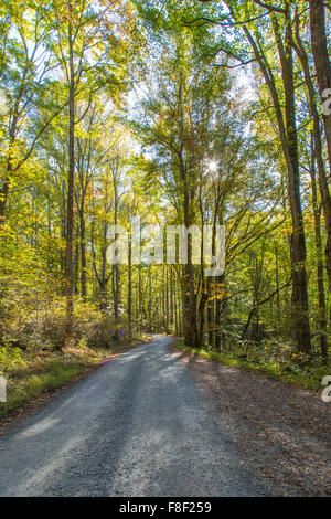 Early morning sun in woods on dirt gravel road into Greenbrier area of Great Smoky MOuntains National Park in Tennessee Stock Photo