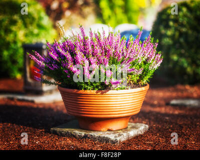 Autumn flowers at cemetery in Germany. Grave with pink heather in flower pot Stock Photo
