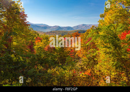 Fall color on the Roaring Fork Motor Nature Trail in Great Smoky Mountains National Park in Tennessee Stock Photo