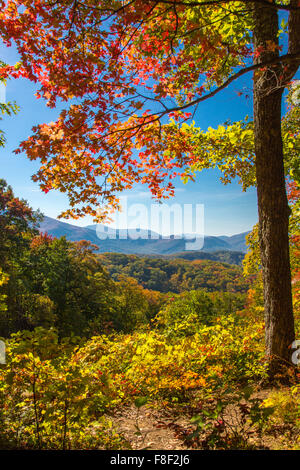 Fall color on the Roaring Fork Motor Nature Trail in Great Smoky Mountains National Park in Tennessee Stock Photo