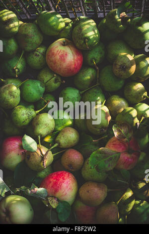 Green pears and apples harvest Stock Photo