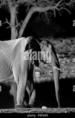 An elephant at the Okaukuejo waterhole, Etosha National Park, Namibia. Stock Photo