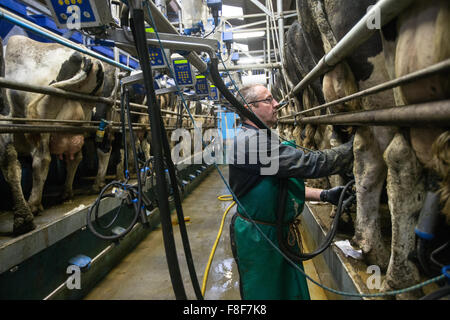 Dairy farmer milking cows in his milking parlour Stock Photo