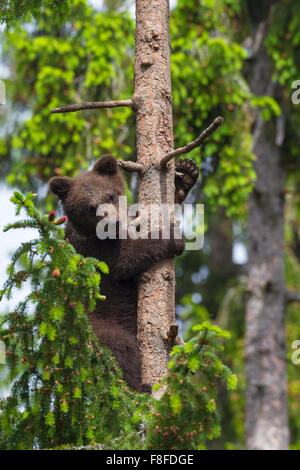 Brown bear (Ursus arctos) cub climbing pine tree in coniferous forest Stock Photo