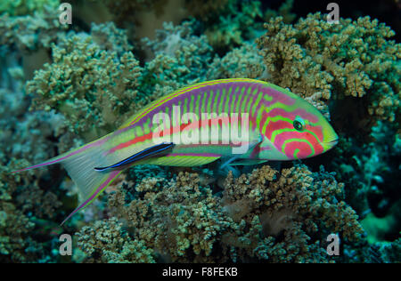 Klunzinger's wrasse, Thalassoma rueppellii, with a bluestreak cleaner wrasse, on coral reef in  Hamata, Red Sea, Egypt Stock Photo