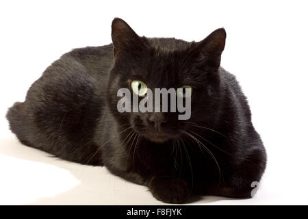 Black cat in different positions. Stock Photo