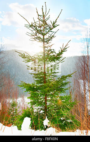 Young fir tree at sunset on a top of a mountain in the winter Stock Photo