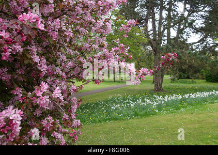 Blossom in Henrietta Park in spring, Bath, Somerset, England, UK Stock Photo