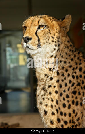 Leopard in the Zoo (Tiergarden) of Schonbrunn palace, Vienna, Austria. Stock Photo
