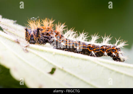 Comma (Polygonia c-album) late instar caterpillar on nettle (Urtica dioica) Stock Photo