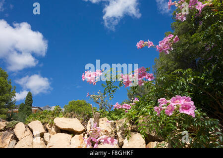 Wallflowers growing in a rock wall in Spain Stock Photo