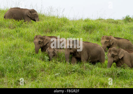 asian elephants including mother and baby in forest of southeast asia Stock Photo