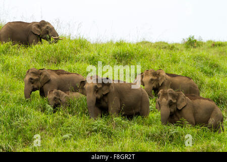 asian elephants including mother and baby in forest of southeast asia Stock Photo