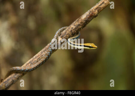 Dendrelaphis tristis is a long, slender snake with a pointed head and a bronze coloured line running down its back. Stock Photo