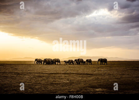 Herd of elephants in savanna landscape Stock Photo