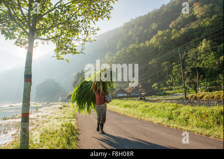 Man carrying plants for sale on rural road Stock Photo