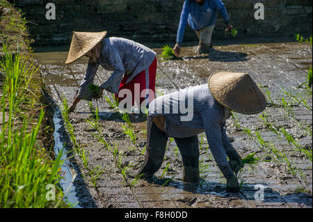 Farmers planting rice in paddy field Stock Photo