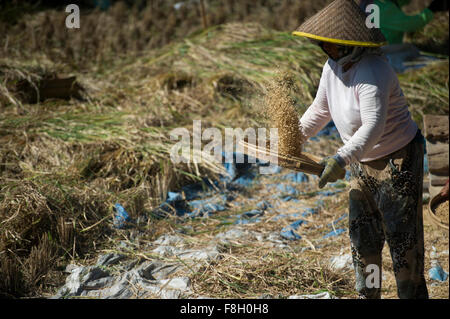 Farmer harvesting rice in rural field Stock Photo