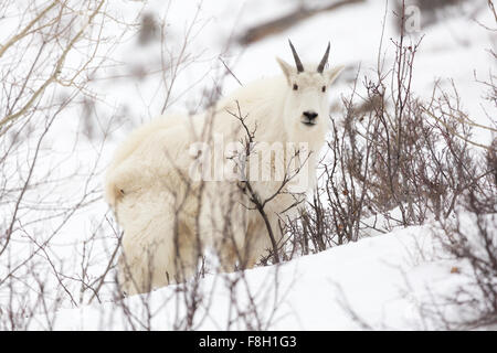 A billy mountain goat stands amongst aspen trees and snow near Alpine, Wyoming. Stock Photo