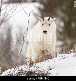 A billy mountain goat stands amongst aspen trees and snow near Alpine, Wyoming. Stock Photo